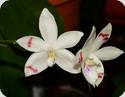 Phal. tetraspis